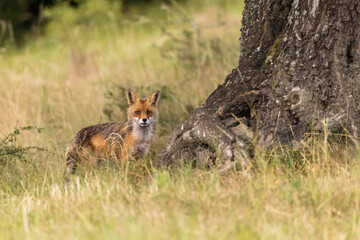 Naklejka na ściany i meble Wild European Red Fox (Vulpes vulpes) on meadow. wildlife.