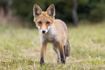 Red fox (vulpes vulpes), walking on green meadow in autumn nature. Wild predator moving in wilderness.