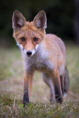 Red fox (vulpes vulpes), walking on green meadow in autumn nature. Wild predator moving in wilderness.