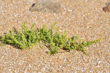 plant in the sand at seaside