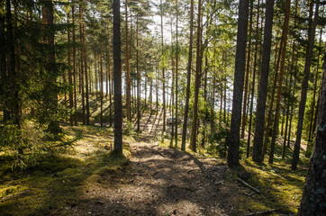 Obraz premium View of the forest from the hill.