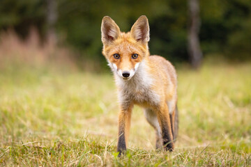 Fototapeta premium Red fox (vulpes vulpes) walking on green meadow in autumn nature. Wild predator moving in wilderness.