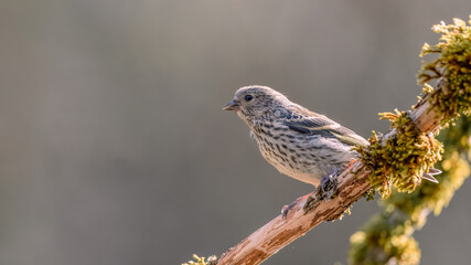 bird, natur, spatz, wild lebende tiere, tier, wild, ast, schnabel,