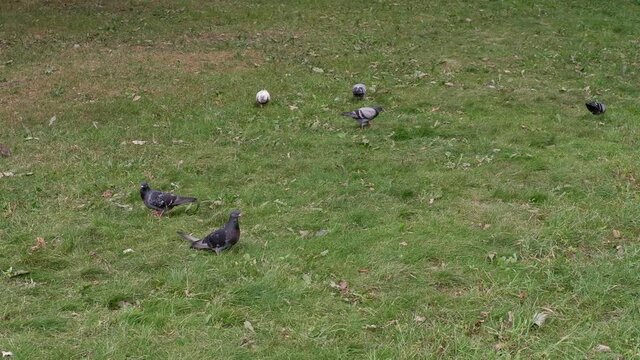 Pigeons walk on the ground in search of food. Birds. Animals.