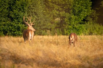 Naklejka na ściany i meble Red Deers on pasture. (Cervus elaphus). Wildlife scenery
