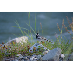 wagtail stands on the background of the river