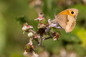 Silver-washed fritillary - Argynnis paphia, beautiful large orange butterfly 