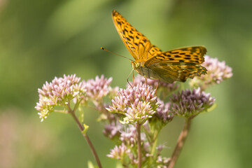 Silver-washed fritillary - Argynnis paphia, beautiful large orange butterfly 