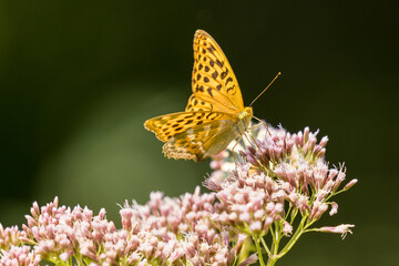Silver-washed fritillary - Argynnis paphia, beautiful large orange butterfly 