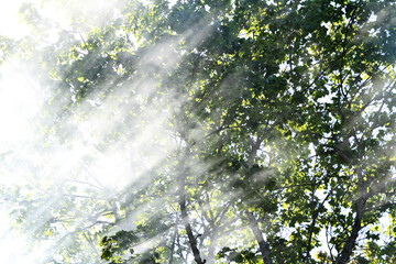 Sun shines through misty tree