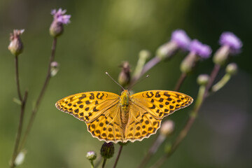 Obraz premium Silver-washed fritillary - Argynnis paphia, beautiful large orange butterfly 