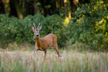 Roe deer male (capreolus capreolus), standing on a meadow by the forest.