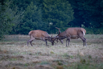 A pair of Red Deer stags (Cervus elaphus) fighting or rutting .