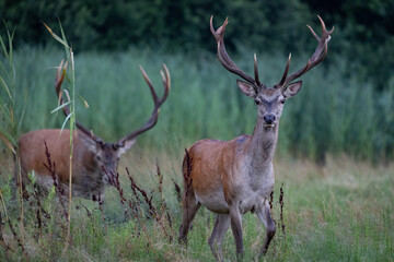 Red Deers on pasture. (Cervus elaphus). Wildlife scenery
