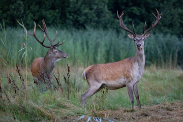 Naklejka na ściany i meble Red Deers on pasture. (Cervus elaphus). Wildlife scenery