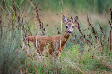 Roe deer female (capreolus capreolus), standing in a meadow near reeds