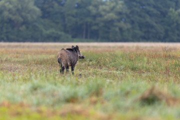 Wild boar ( Sus scrofa )  walking in nature still life. The natural scenery , Wildlife.