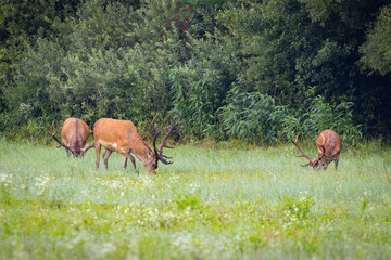 Naklejka na ściany i meble Red Deers graze on pasture. (Cervus elaphus). Wildlife scenery