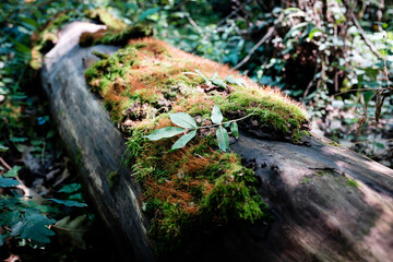 A fresh fallen leaf sitting atop a tuft of moss on a log in a forest