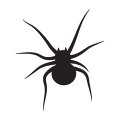 spider isolated on white