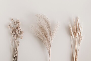 Dry beige grass plant set top view on beige backdrop.Flowers background . Interior poster