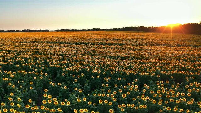 Drone video of sunflower field in a beautiful evening sunset. 4K aerial view of sunflowers in summer evening day. Slow panning.