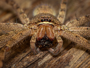 macro shot of a spider