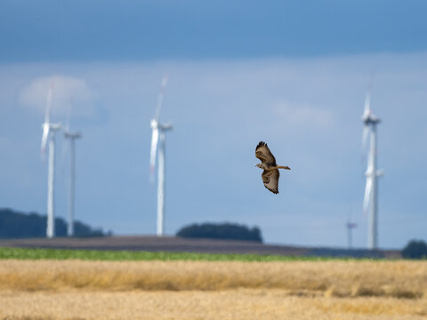 Greifvogel vor Windkraftanlage