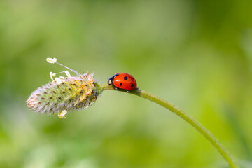 Fototapeta premium seven spotted ladybug on leaf in nature environment looks amazing with colorful background