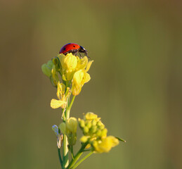 seven spotted ladybug on leaf in nature environment looks amazing with colorful background