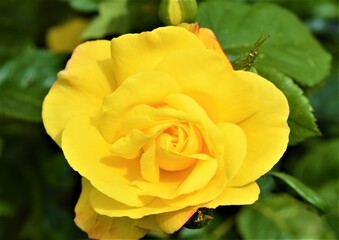 yellow rose in garden