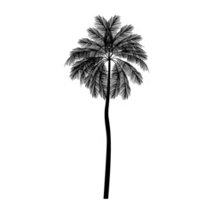 black palm tree vector illustration