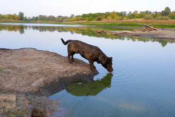 Dog on the river bank. The brown dog drinks water from the river. The dog came to the watering hole. 