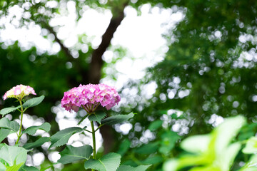 林の中のアジサイ　千葉県松戸市　日本