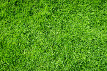 Fototapeta premium Green grass texture background top view. Realistic grass.