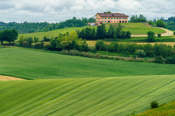 Naklejka premium Vineyards of Monferrato near Cuccaro at springtime