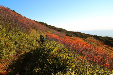 北海道　羊蹄山の紅葉の中を歩く