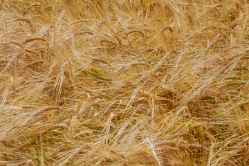 Wheat in a golden wheat field, ready for harvest. Wheat field background.