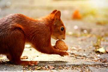 Squirrel, Sciurus vulgaris, with a walnut in its small paws against a blurred background