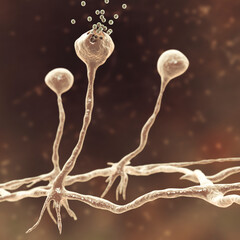 Fototapeta premium Rhizopus mold, also known as bread mold and black fungus, 3D illustration