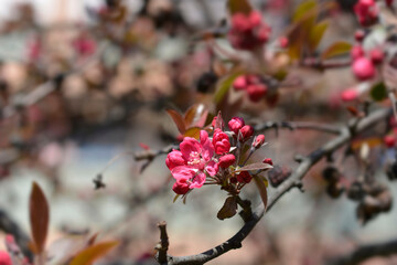 Crabapple