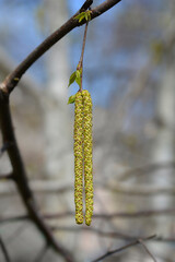 Obraz premium Common birch