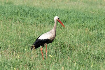 Ein Klapperstorch auf der Suche nach Nahrung für seine Aufzucht