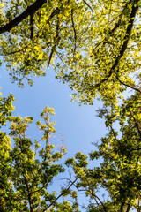 tree foliage in the morning light