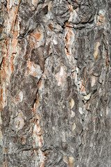 Black pine