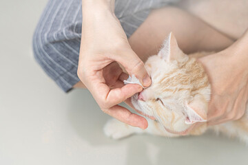 Close up Cat eyes being cleaned by a woman after Bathe cat and cotton swabs And use a damp cloth to gently wipe : Red American shorthair cat heath care