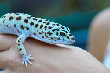 Gecko
