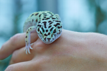 Gecko