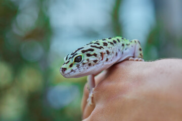 Gecko