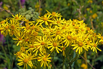 Common ragwort // Jakobs-Greiskraut (Jacobaea vulgaris)